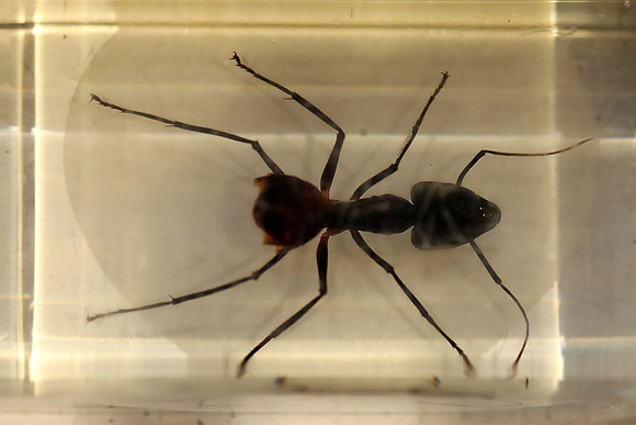 Insektopia Wanderausstellung