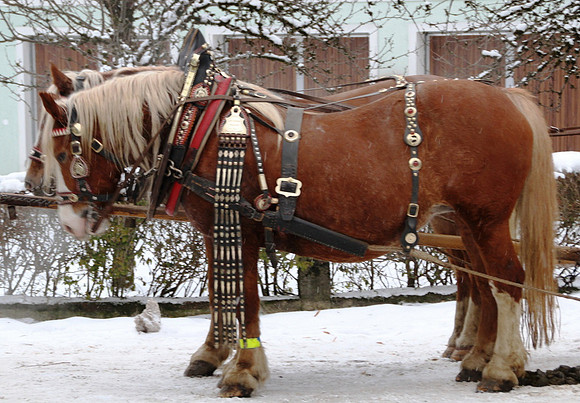 Adventspaziergang 2012