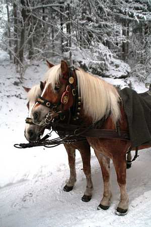 Adventspaziergang 2012