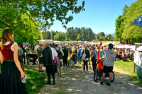 Maibaumaufstellen