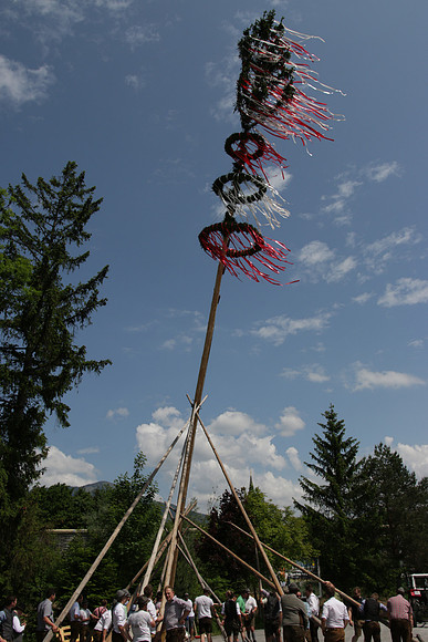 Maibaumaufstellen