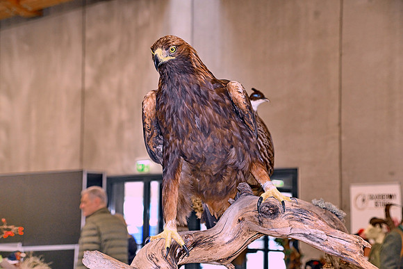 Hohe Jagd & Fischerei