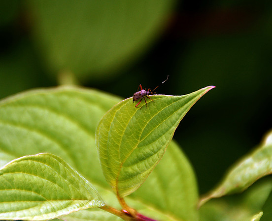 Sony Alpha 700