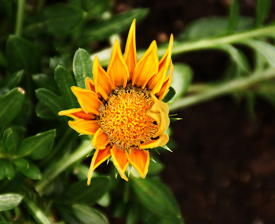 Sony Alpha 700