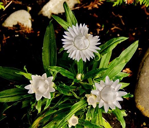 Sony Alpha 700