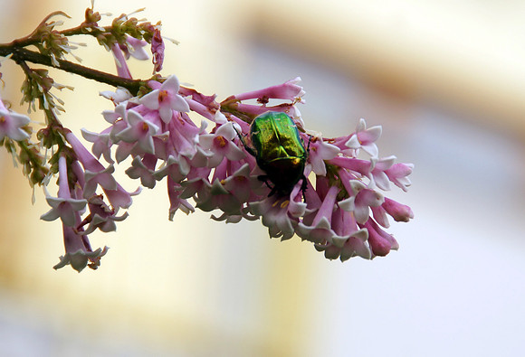 Sony Alpha 700