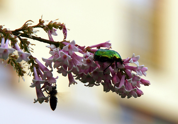 Sony Alpha 700