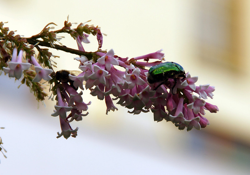 Sony Alpha 700