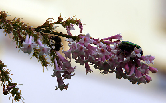 Sony Alpha 700