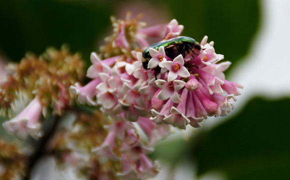 Sony Alpha 700
