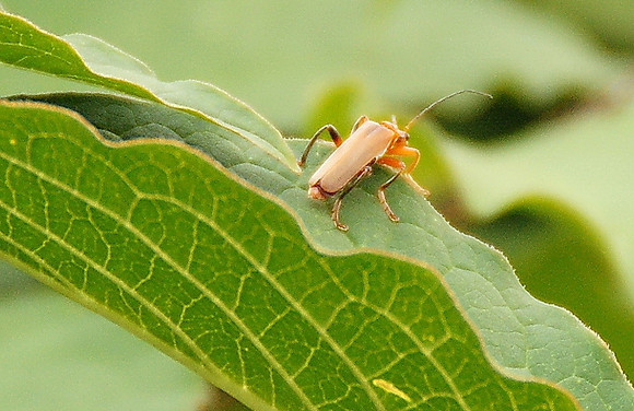 Sony Alpha 700