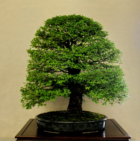 Bonsai Ausstellung Hallein