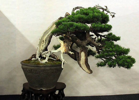 Bonsai Ausstellung Hallein