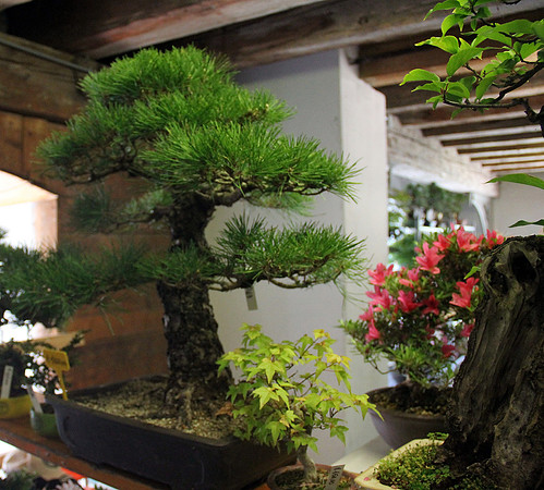 Bonsai Ausstellung Hallein
