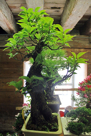Bonsai Ausstellung Hallein