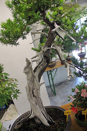 Bonsai Ausstellung Hallein