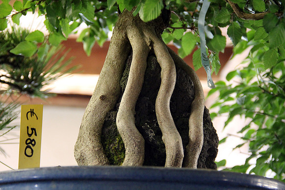 Bonsai Ausstellung Hallein