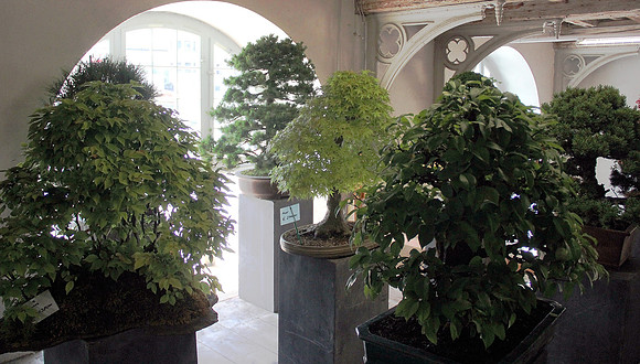 Bonsai Ausstellung Hallein