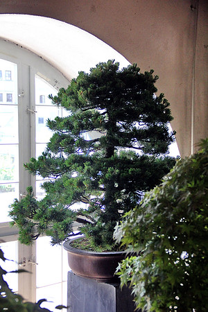 Bonsai Ausstellung Hallein