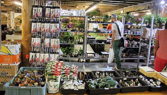 Bonsai Ausstellung Hallein