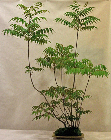 Bonsai Ausstellung Hallein