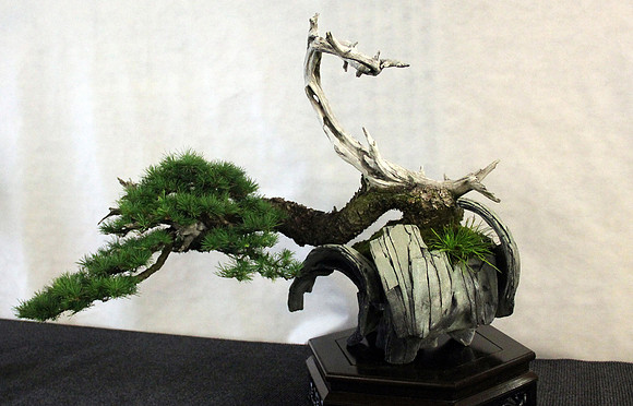 Bonsai Ausstellung Hallein