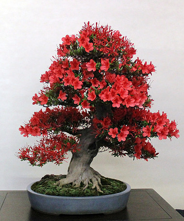 Bonsai Ausstellung Hallein