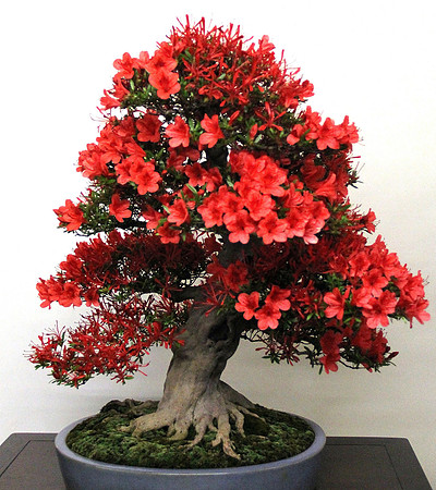 Bonsai Ausstellung Hallein
