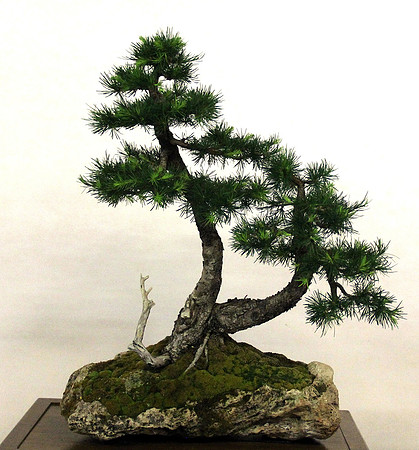 Bonsai Ausstellung Hallein
