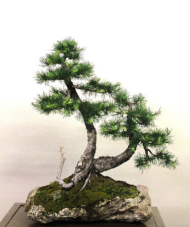 Bonsai Ausstellung Hallein
