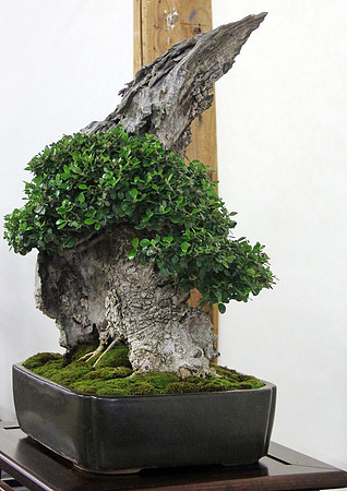 Bonsai Ausstellung Hallein