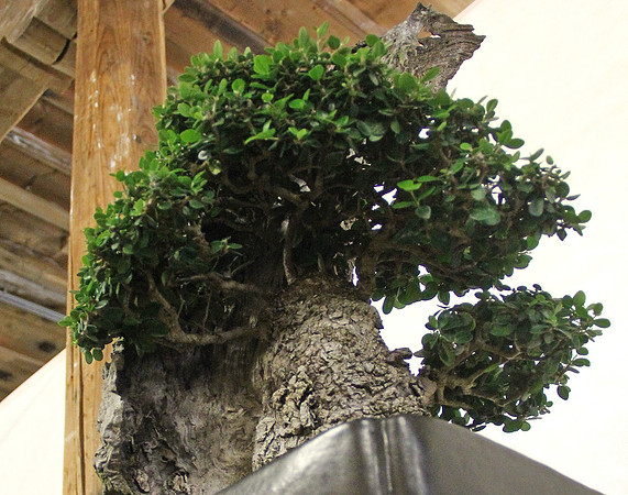 Bonsai Ausstellung Hallein