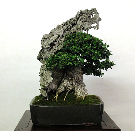 Bonsai Ausstellung Hallein