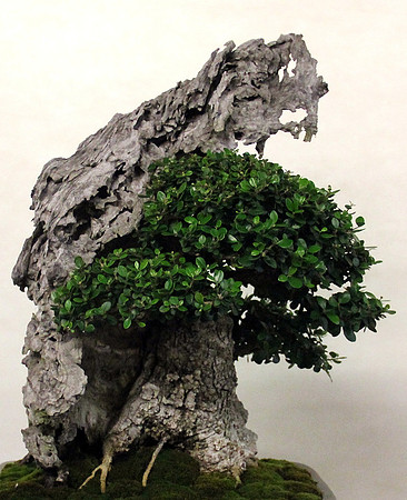 Bonsai Ausstellung Hallein