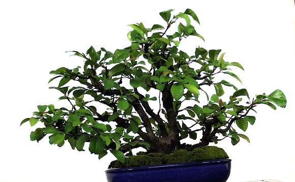 Bonsai Ausstellung Hallein