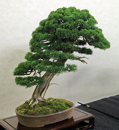 Bonsai Ausstellung Hallein