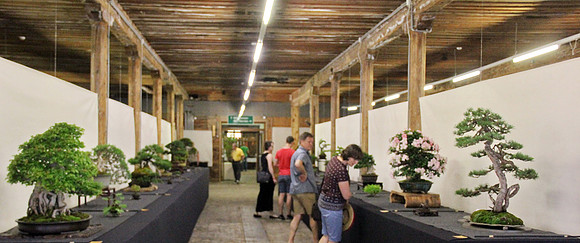 Bonsai Ausstellung Hallein