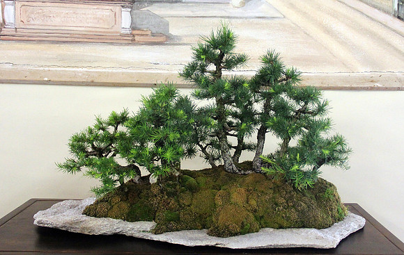 Bonsai Ausstellung Hallein