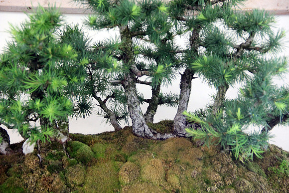Bonsai Ausstellung Hallein