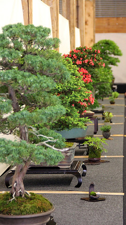 Bonsai Ausstellung Hallein