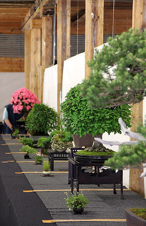 Bonsai Ausstellung Hallein