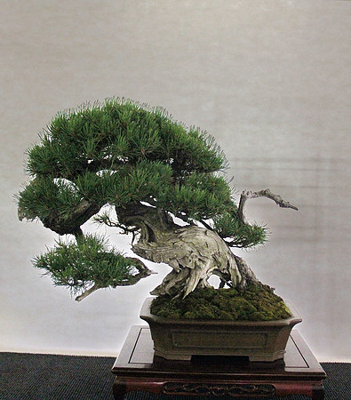 Bonsai Ausstellung Hallein