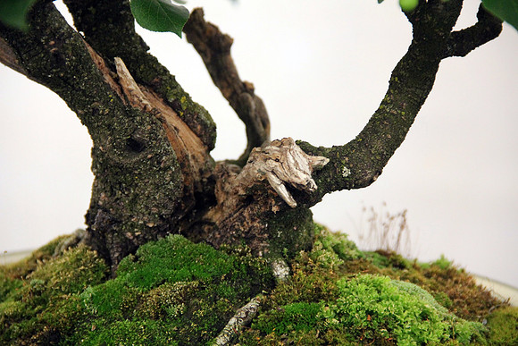 Bonsai Ausstellung Hallein