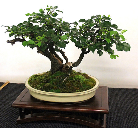 Bonsai Ausstellung Hallein