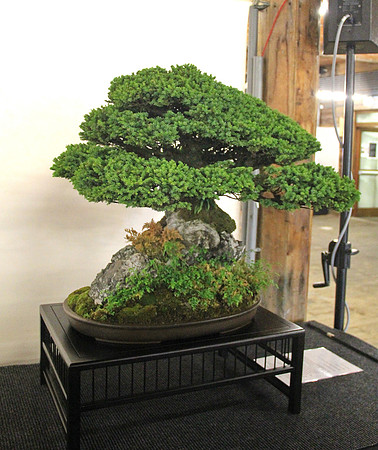 Bonsai Ausstellung Hallein