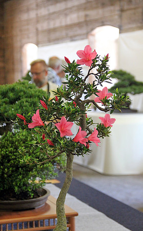 Bonsai Ausstellung Hallein