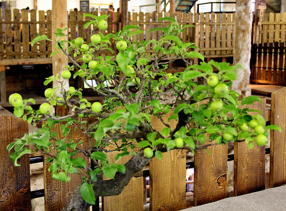 Bonsai Ausstellung Hallein