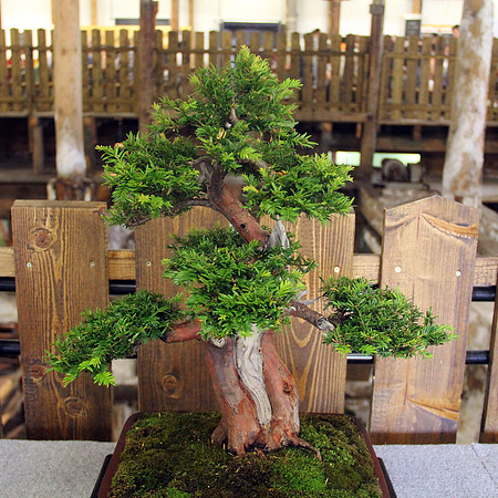 Bonsai Ausstellung Hallein