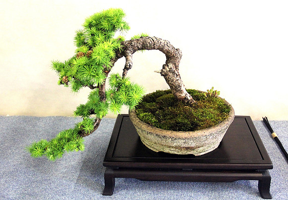 Bonsai Ausstellung Hallein