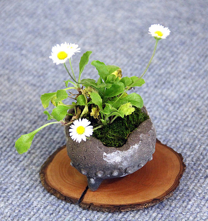 Bonsai Ausstellung Hallein